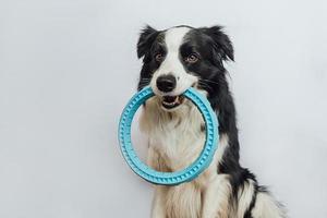 sällskapsdjur aktivitet, rolig hundvalp border collie håller blå puller ring leksak i munnen isolerad på vit bakgrund. renrasig husdjurshund vill leka med ägaren. kärlek till husdjur vänskap följeslagare koncept foto