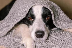 rolig valp hund gräns collie liggande på soffa under värma stickat scarf inomhus. hund pinnar ut från under pläd. vinter- eller höst falla hund porträtt. hygge humör kall väder begrepp. foto