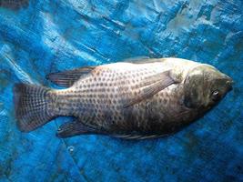 tilapia fiskar i de färsk marknaden, tillapia fisk , hög protein i färsk marknadsföra foto