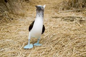 porträtt av en söt blå fotad drummel på ecuador foto