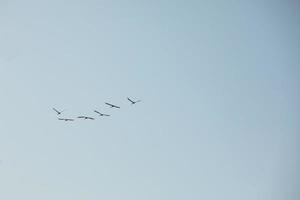 grupp av storkar flygande på blå himmel bakgrund. de vild fåglar flyga bort till övervintra i de värma landa foto
