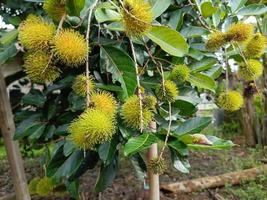 grön omogen rambutan frukt på en träd växande i de trädgård. färsk frukt plantage bakgrund. foto