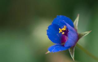 blå lilly blomma foto