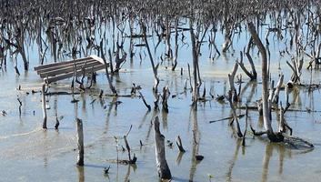 förstörd mangrove skog landskap, förstörd mangrove skog är ett ekosystem den där har varit allvarligt nedbruten eller utslagen sådan till urbanisering, och förorening. hjälp ta vård av de mangrove skog. foto