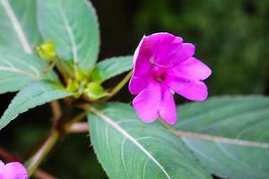 plerom semidecandrum är en blommande växt i de melastomataceae familj, inföding till sydöstra Brasilien. foto