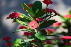 stänga upp av skön euphorbia milii, krona av taggar, kallad korona de cristo. krona av taggar blomma. färsk och färsk röd euphorbia milii blommor utsatt till dagg i de trädgård. foto