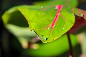 växt av röd och grön lummig caladium cultivar caladium bicolor färsk i de morgon- utsatt till regn dagg foto