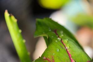 växt av röd och grön lummig caladium cultivar caladium bicolor färsk i de morgon- utsatt till regn dagg foto