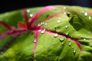 växt av röd och grön lummig caladium cultivar caladium bicolor färsk i de morgon- utsatt till regn dagg foto