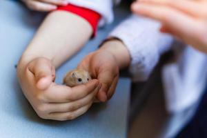 hamster håll händer flicka hölls hållning den där den kommer leverera till de människor vem vilja till utfodra de hamster foto