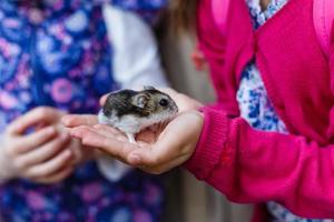 hamster håll händer flicka hölls hållning den där den kommer leverera till de människor vem vilja till utfodra de hamster foto