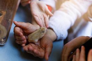 hamster håll händer flicka hölls hållning den där den kommer leverera till de människor vem vilja till utfodra de hamster foto