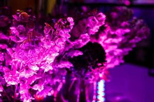skön fe- drömmande magi rosa lila blommor på urblekt suddigt bakgrund, tonad med Instagram filter i retro årgång stil med filma effekt, mjuk selektiv fokus, copy för text foto