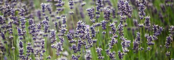 fält med fält blå blommor foto