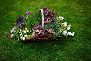 gata dekoration blomma pott med blommor. selektiv fokus. foto