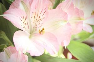 makro Foto pollen av rosa blommor