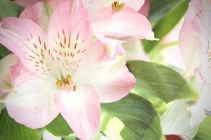 makro Foto pollen av rosa blommor