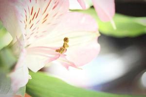 makro Foto pollen av rosa blommor