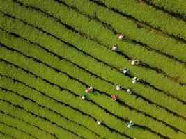 antenn se av jordbrukare plockning te lämna i de morgon- längs de sluttning berg för skörda foto