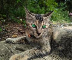 porträtt av en kvinna katt avkopplande med grön ögon foto