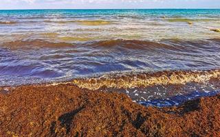 skön karibiska strand totalt snuskig smutsig otäck tång problem Mexiko. foto