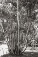 grön gul bambu palmer rio de janeiro Brasilien. foto