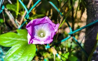 skön morgon- ära växt blomma på gryning i skog Mexiko. foto