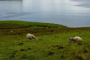 hav kust på neist punkt fyr med får, skottland foto