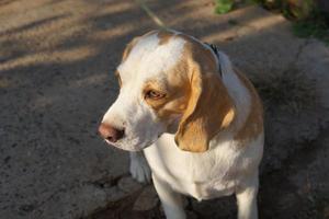 hund väntade för de ägare i främre av de hus. foto