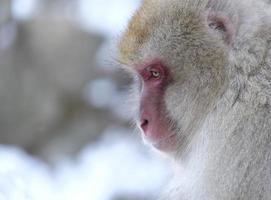 snöapa i Nagano-prefekturen, Japan foto