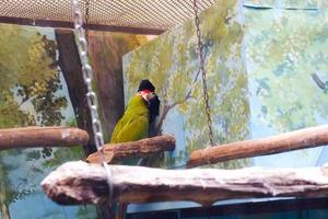 en gulnackad papegoja den där är uppflugen i dess bur medan rengöring fjädrar på dess vingar. foto