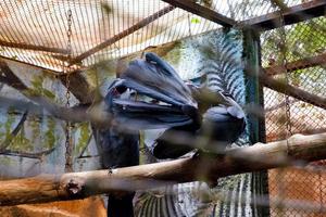 de kung papegoja den där är i dess bur medan rengöring dess fjädrar. foto