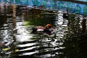 vitkindad pintails den där simma i de slå samman i de morgon. foto