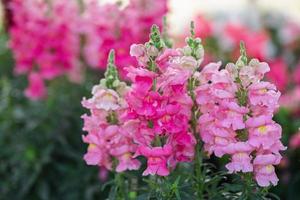 färgrik blomma av lejongap, antirrhinum majus foto