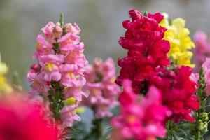 färgrik blomma av lejongap, antirrhinum majus foto