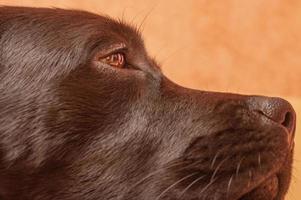 närbild profil av en svart hund. labrador retriever munkorg näsa ögon. foto