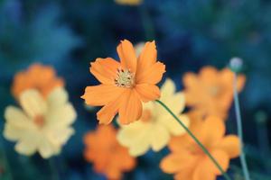 söt blomning liten cosmo blomma i de trädgård foto