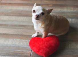 brun chihuahua hund Sammanträde med röd hjärta form kudde. hjärtans dag begrepp. foto