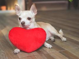 brun chihuahua hund liggande ner med röd hjärta form kudde. hjärtans dag begrepp. foto