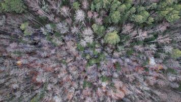 skog fotografi, natur från upp, träd i träsk, vandrare spår, reser, Drönare Foto, dji jpg, skön landskap, natur foto