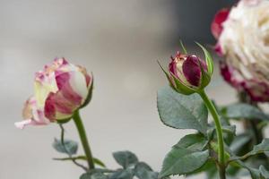 skönhet grupp av mjuk röd och vit äpple domkraft reste sig mång kronblad abstrakt form med grön löv i botanik trädgård. symbol av kärlek i valentine dag. mjuk doftande arom flora. foto