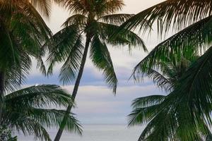 skön färsk grön kokos handflatan löv träd kurva form på blå himmel bakgrund och hav. skarp löv växt tropisk frukt träd i thailand foto