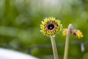 skön bebis färsk gul och pinviolett gerbera blomma blomning i botanik trädgård mång kronblad foto