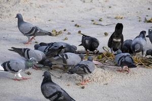 grupp av duva fågel matning mat på sand strand. avian djur vinge brokig Färg sjukdom kryptokocker lunginflammation foto