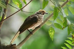 sugrör headed bulbul i en natur boka foto