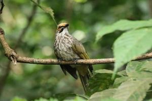 sugrör headed bulbul i en natur boka foto