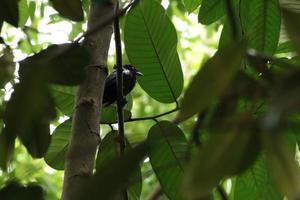 större racket tailed drongo i en natur parkera foto