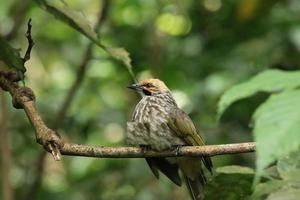 sugrör headed bulbul i en natur boka foto