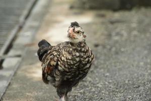 röd djungel fjäderfä kyckling tupp i en parkera bruka foto