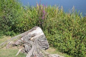 i en parkera på de stränder av sjö garda i Italien. foto